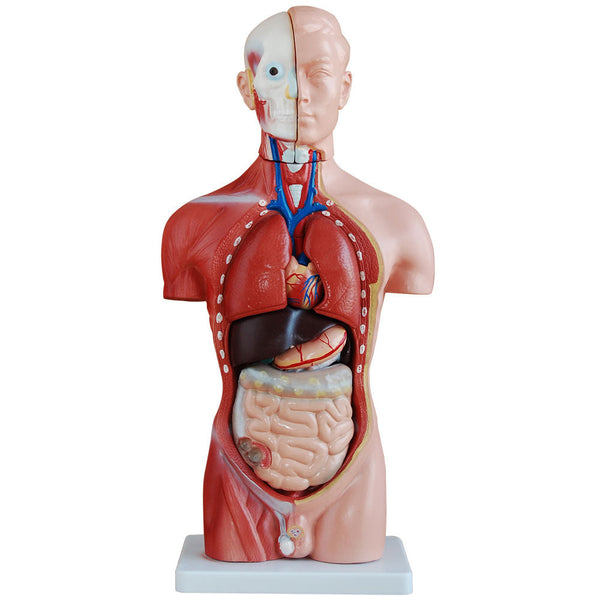 66fit Male Torso Anatomical Model - 13 parts - 42cm - Victor Sports