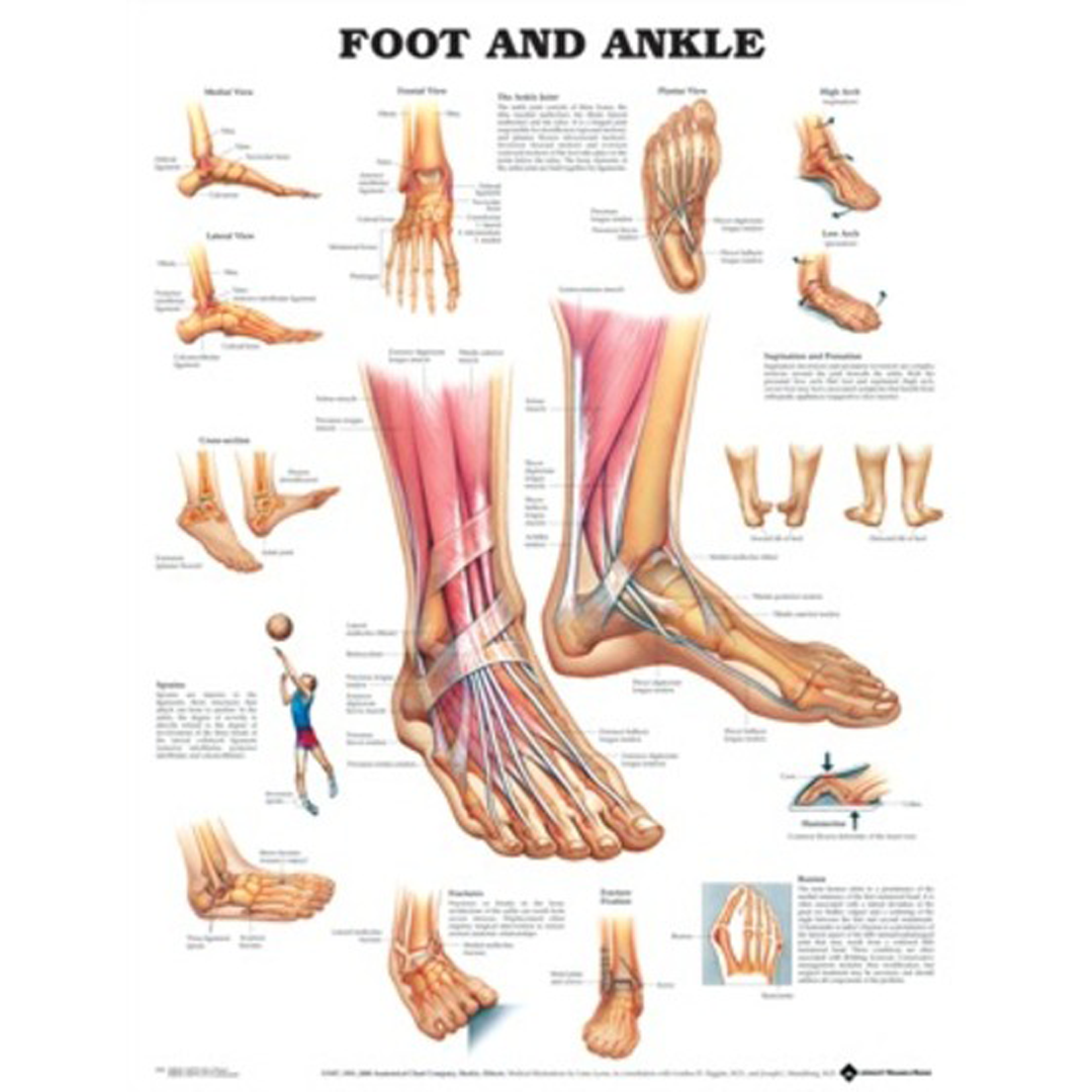 Anatomical Chart Foot &amp; Ankle