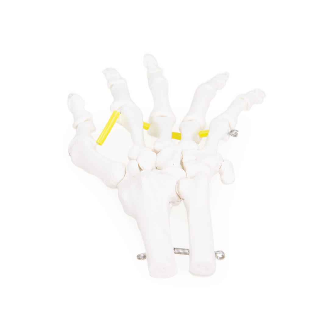 Hand Skeleton