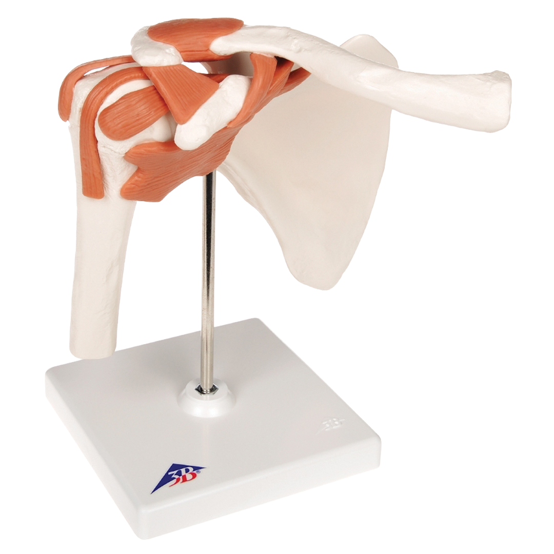 Shoulder Joint - Functional