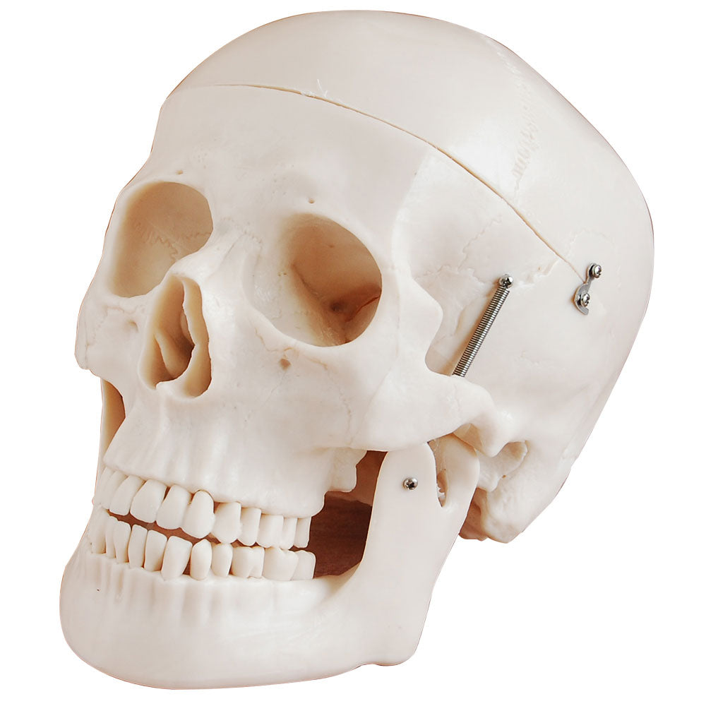 66fit Deluxe Life Size Human Skull Anatomical Model - Victor Sports