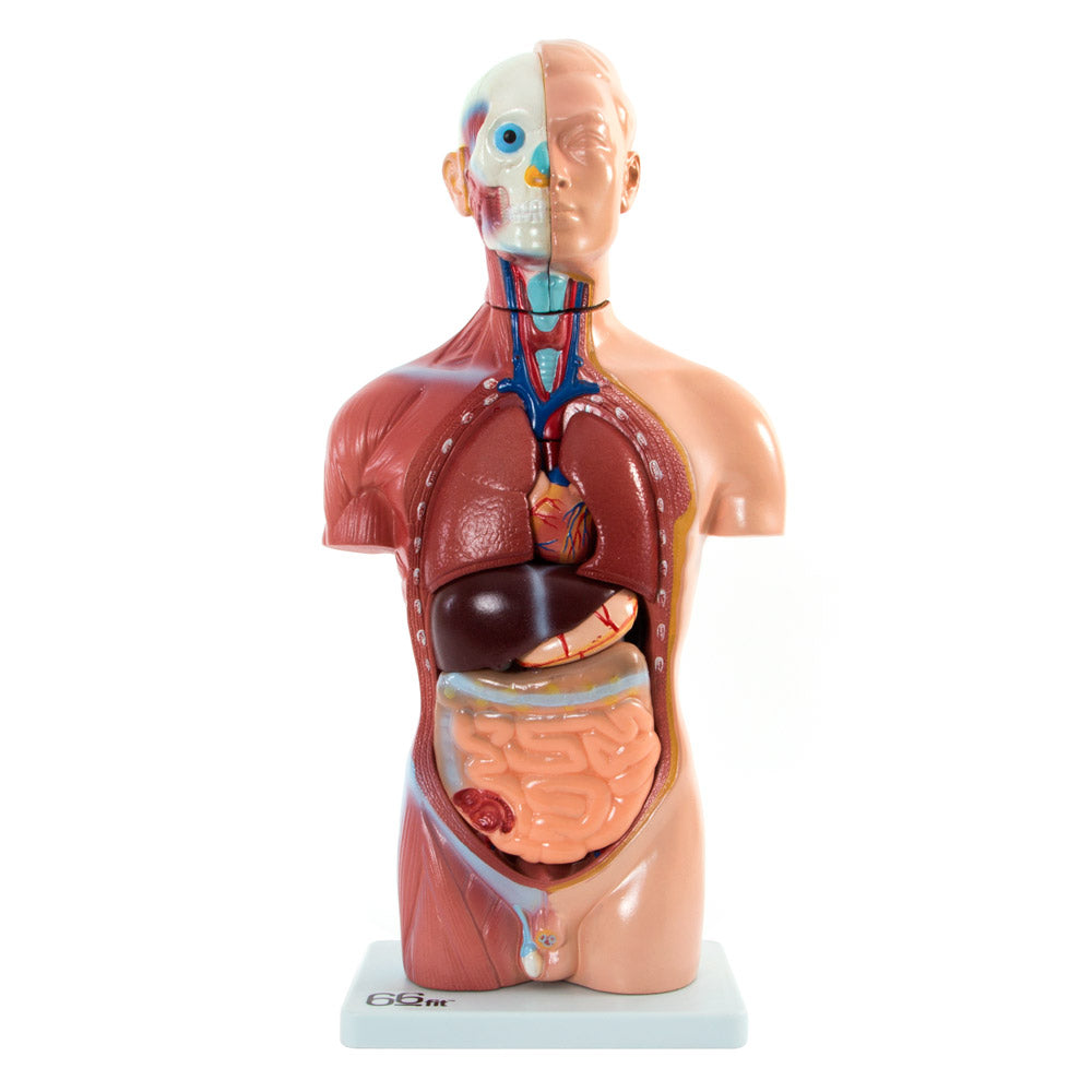 66fit Male Torso Anatomical Model - 13 parts - 42cm - Victor Sports