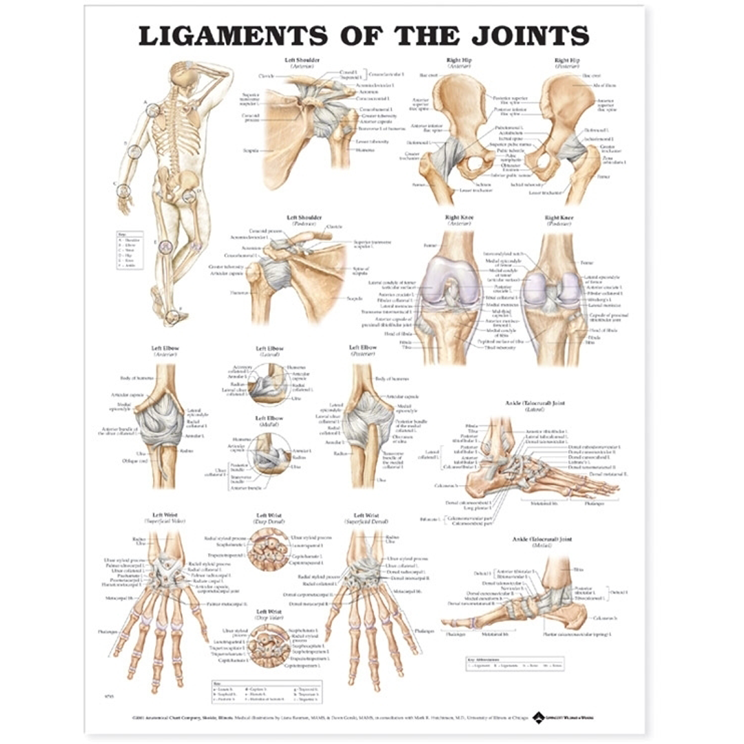 Ligaments of the Joints Anatomical Chart