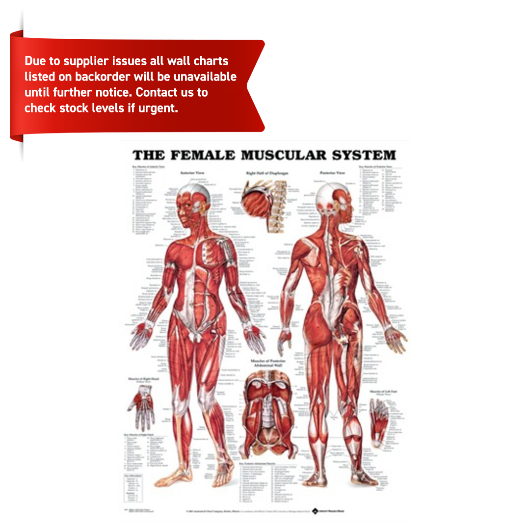Anatomical chart of the female muscular system on a white background with a red banner at the top.
