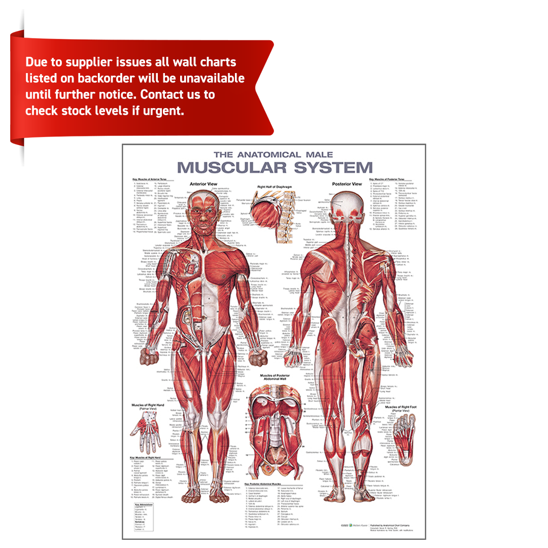 Anatomical male muscular system chart with a red banner at the top.