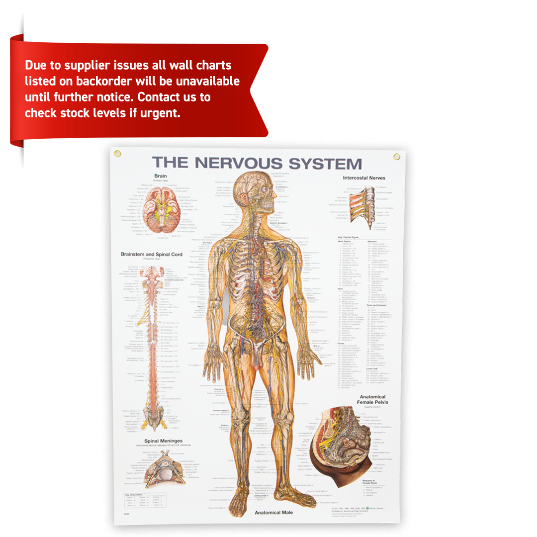 Anatomical chart of the nervous system on a white background with a red banner at the top.