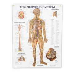 CHANERV_Chart_1080_RGB_240x.