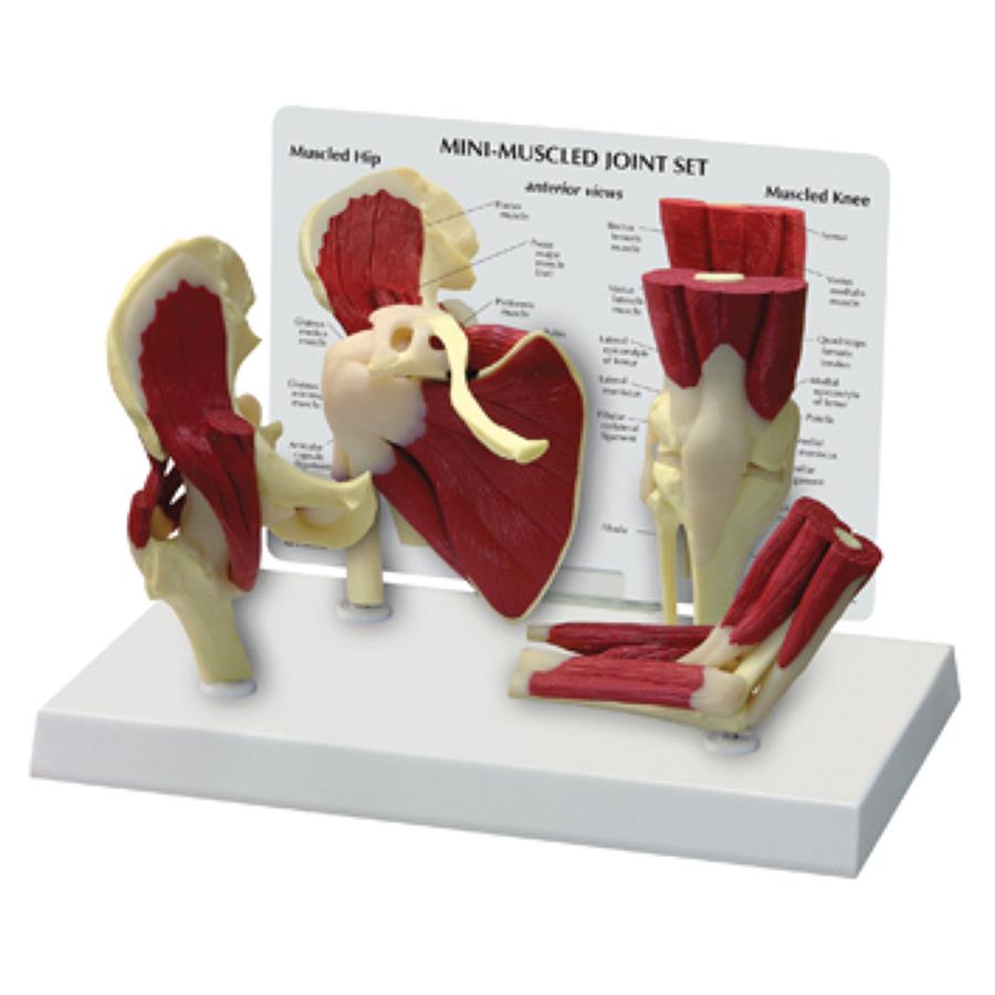 Mini Muscled Joint Set