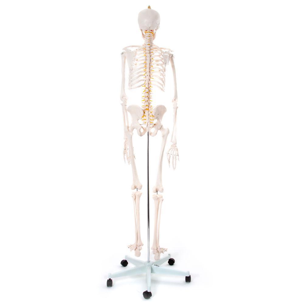 66fit Human Skeleton On Stand - 170cm