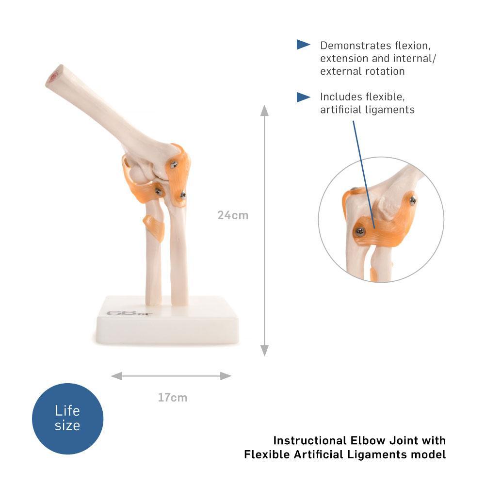 66fit Elbow Joint Anatomical Model
