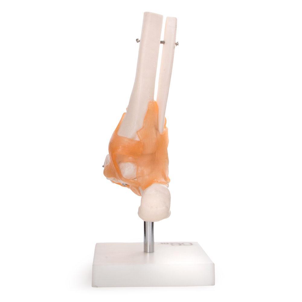 66fit Foot Joint With Ligaments Anatomical Model