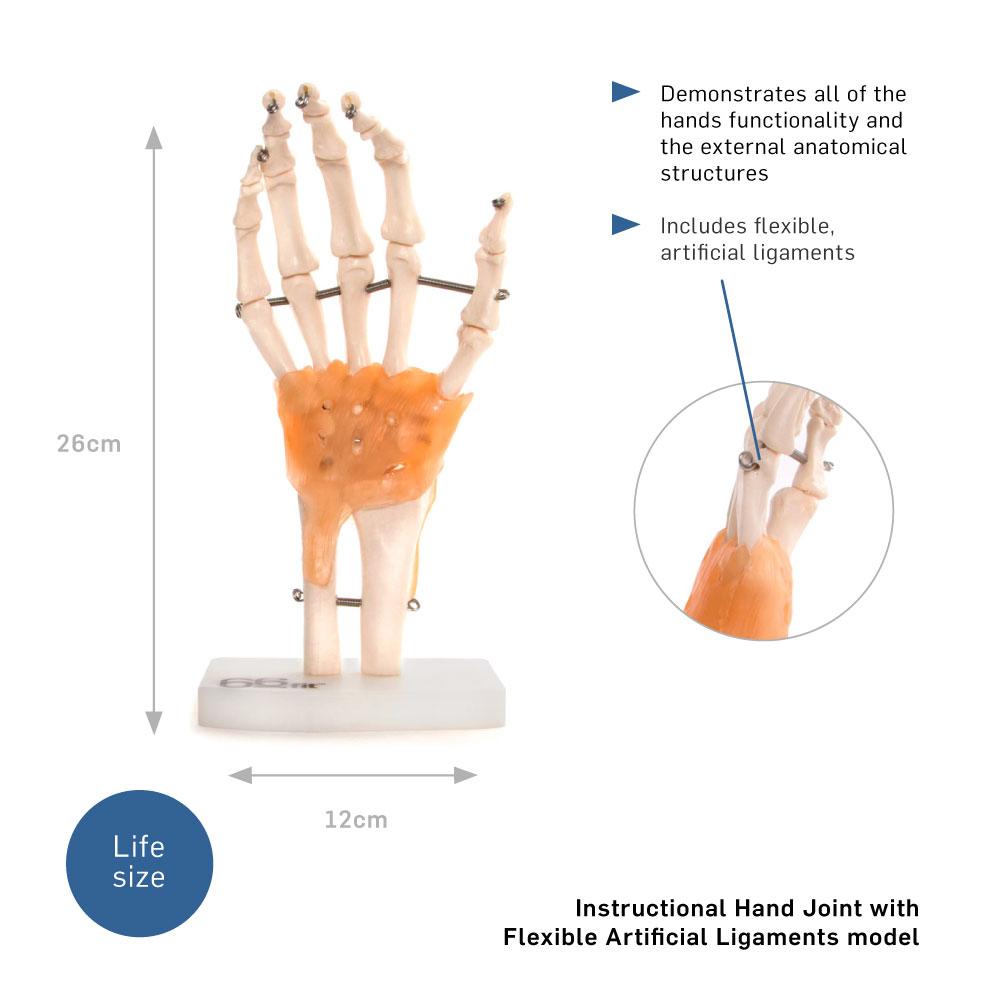 66fit Human Hand Joint With Ligaments Anatomical Model