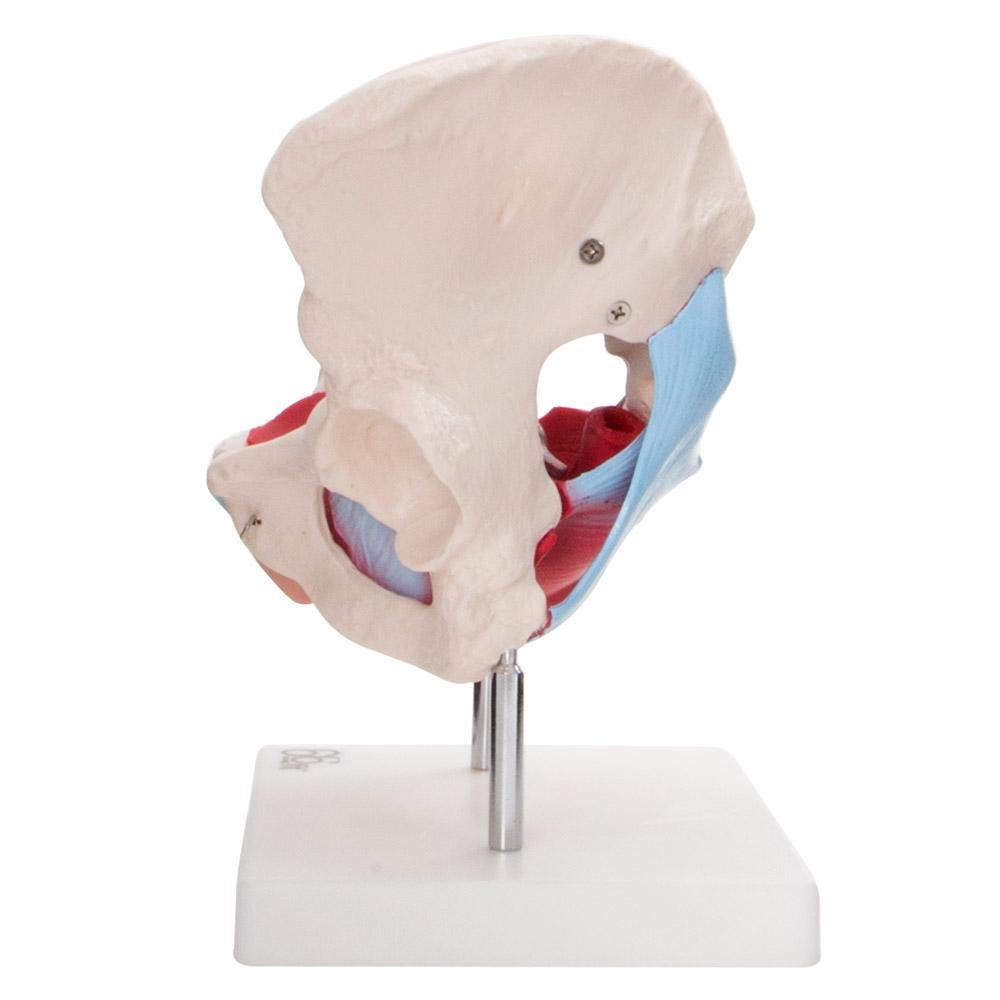 66fit Female Pelvic Muscles &amp; Organ Anatomical Model